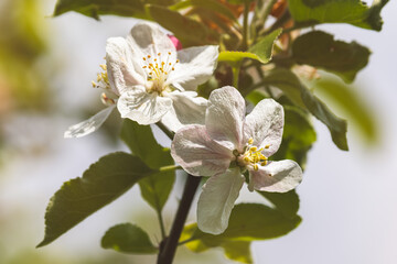 Spring flowers on a fruit tree on a sunny May day. Close-up of the plant. Blurred background.