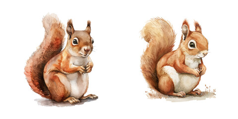 cute squirrel watercolor vector illustration © Dar
