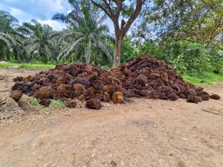 Oil Palm waste (jangkos) in Kalimantan plantations is turned into organic fertilizer
