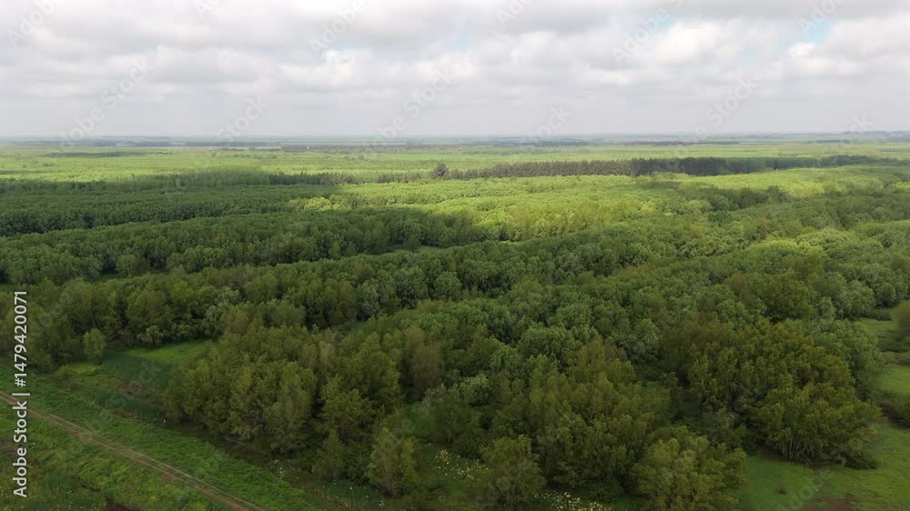 Poster drone view of dense green forest stretching across the paraná delta captured on a partly cloudy day