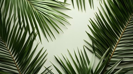 Obraz premium Fresh palm fronds arranged in a light-toned frame.
