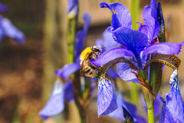 Unser Garten