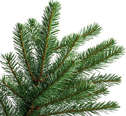 Close-up of Fresh Evergreen Fir Branches