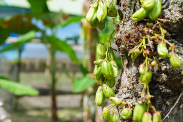 Closeup View Of Green Star Fruit Growing On A Tree Trunk