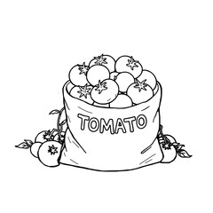 Tomatoes in large quantities are collected in a sack. A sack with the word tomato written on it and tomatoes scattered around the edges.Tomatoes in a canvas bag. Hand drawn for kids coloring book.