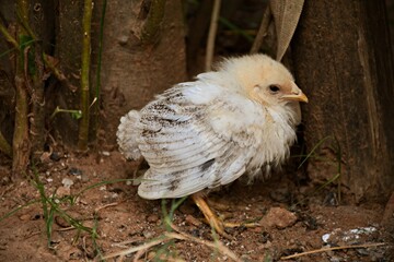 Small cute baby chick in the garden