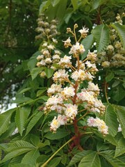 Fototapeta premium Huge white bouquets of chestnuts have blossomed, they have medicinal properties and are widely used in medicine