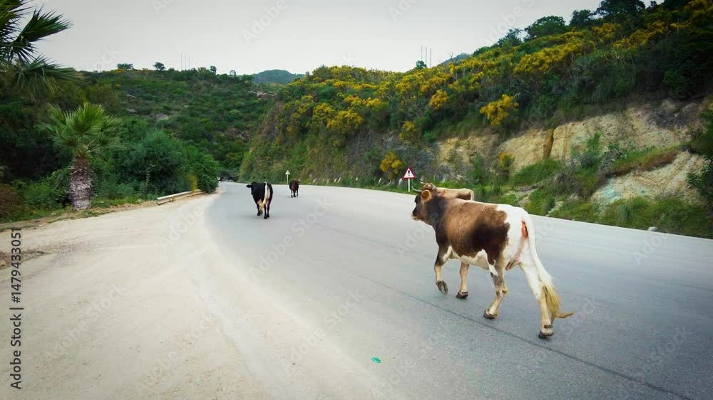 Poster group of cows crossing asphalt road from right to left in mountain area with green trees at cloudy s