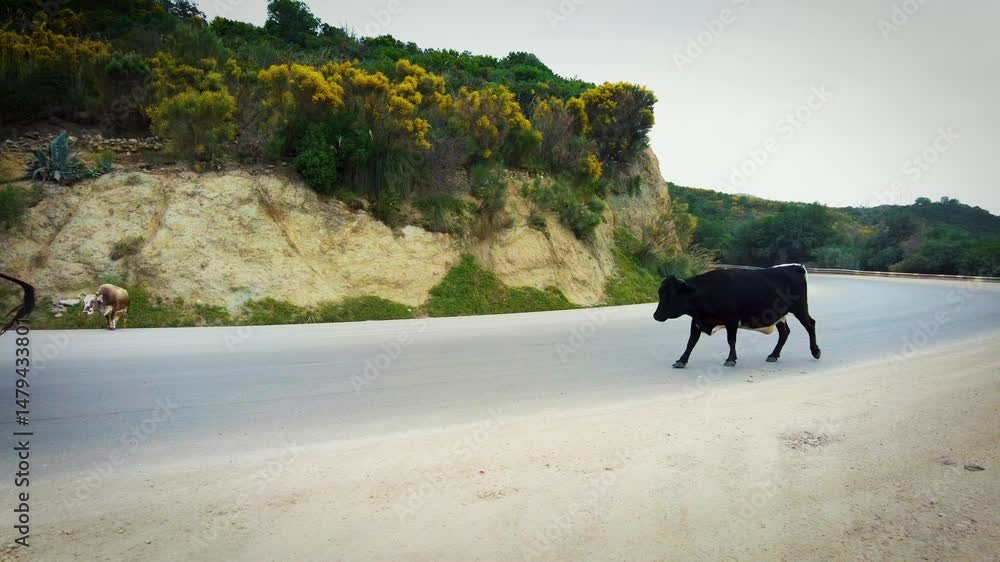 Poster group of cows crossing asphalt road from right to left in mountain area with green trees at cloudy s