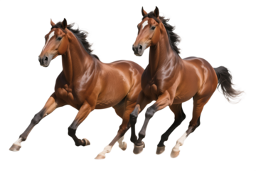 Isolated on white, a brown equine animal, a beautiful farm horse with a portrait head and flowing mane, stands as a majestic mammal