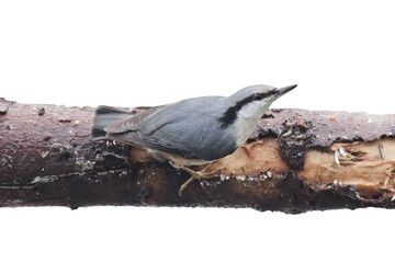 The Eurasian nuthatch or wood nuthatch (Sitta europaea) on a branch, close up. White background, isolated. Europe, Latvia