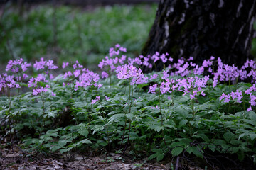 Lunaria annua flowers. Pink purple inflorescences of a wild plant in a shady spring forest. Beautiful purple flowers in the family Brassicaceae. Lunaria rediviva.