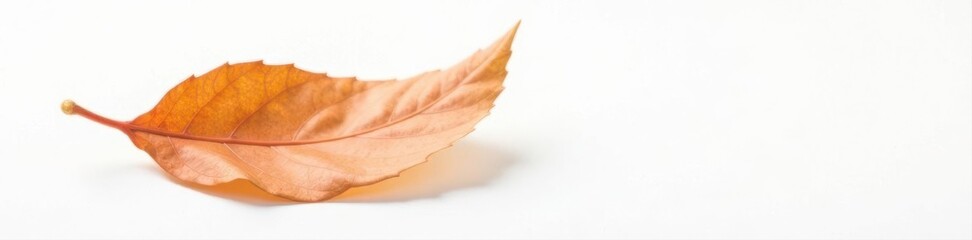 Single brown leaf, crisp texture, isolated on white ,  fall,  brown,  october