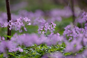Lunaria rediviva. Lunaria annua flowers. Beautiful purple flowers in the family Brassicaceae. Pink purple inflorescences of a wild plant in a shady spring forest