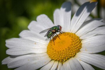 Green Bottle Fly on Yellow Center of White Daisy Flower