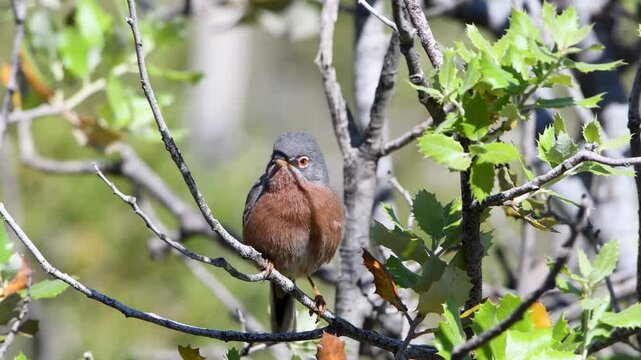 Tristram's Warbler Sylvia deserticola singing