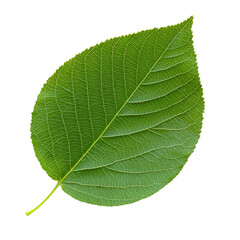 Obraz premium Vibrant green leaf with smooth texture and prominent veins, showcasing beauty of nature design