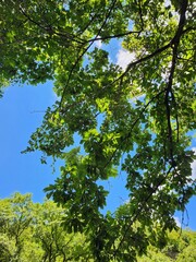 눈이 시원한 꽃과 나무