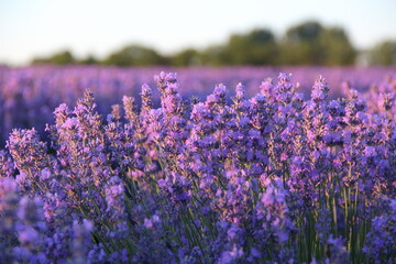 Obraz premium lavender field provence france