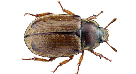 Isolated Brown Dung Beetle Insect Top View