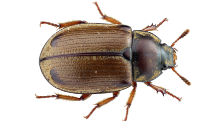 Isolated Brown Dung Beetle Insect Top View
