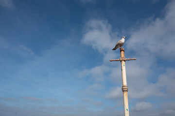 seagull on a post at the seaside