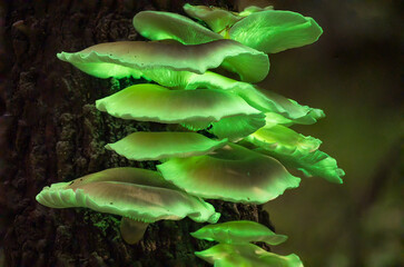 Bioluminescence Ghost mushroom, Ghost Fungus at night - Omphalotus nidiformis - bioluminescent, poisonous fungus found in NSW, Australia © cherdchai
