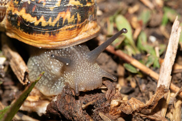 Close up of snails on a moist ground after rain