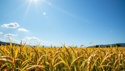 a golden rice field sways rhythmically under a bright blue sky.