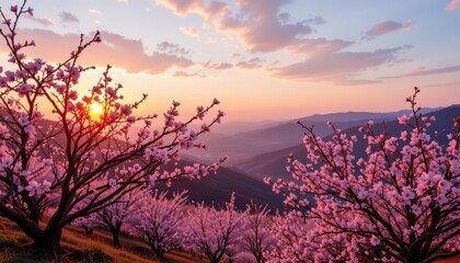 a peaceful sunrise reveals a valley blanketed in pink cherry blossoms.