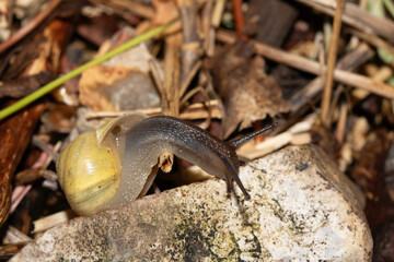 Close up of snails on a moist ground after rain