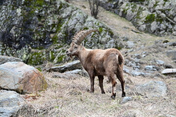 Stambecco delle Alpi