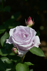 イエライシャン　バラの花