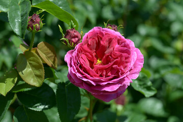 オセロ　バラの花