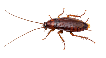 Isolated American Cockroach Insect Pest