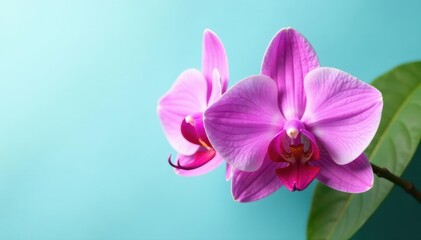 Obraz premium Two pink orchid blossoms, single leaf, light blue backdrop , floral design, botanical, blossom