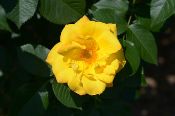 ゴールドマリー84     バラの花