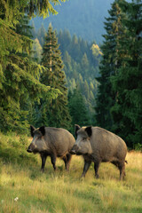 Wildschweine