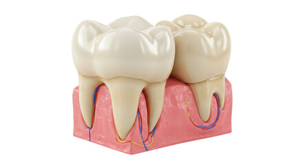 Isolated Human Teeth Anatomy in Gum