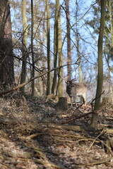 a beautiful fallow deer stands in a sunlit forest