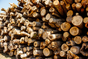 Low quality logs stacked near a felling site for removal