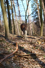 a beautiful fallow deer stands in a sunlit forest