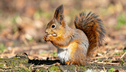 A fluffy squirrel sits, nibbling, surrounded by foliage in dappled sunlight