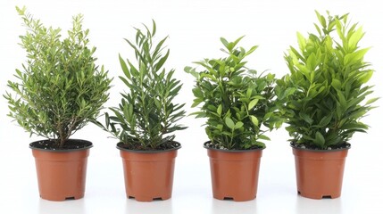Fototapeta premium Potted plants in decorative containers on a white background