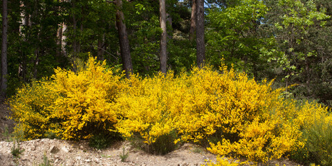 Genêts en fleurs à la lisière de la forêt