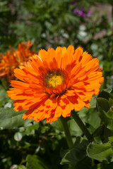 Fleur de souci orange