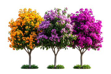 Fototapeta premium Three Colorful bougainvillea tree, transparent background
