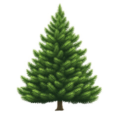 Beautiful evergreen tree with dense foliage. PNG image, transparent background