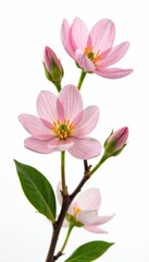 Isolated almond flowers, various stages, white backdrop Spring floral minimalist composition , pink blossoms, background, almond flower