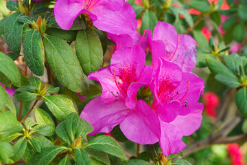 Blooming pink japan Azalea Ericaceae flowers, rhododendron flower macro, background. Evergreen...